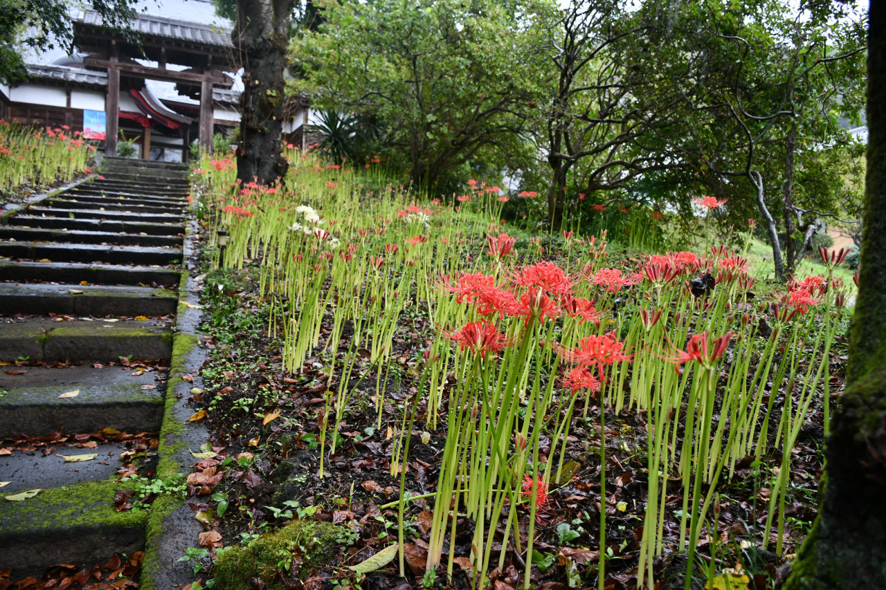 群馬県安中市北野寺の彼岸花 高橋さんの写真館 分館