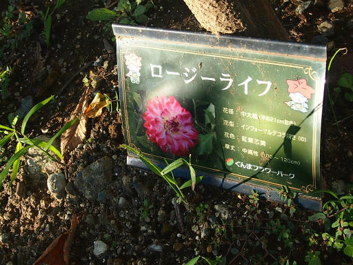 20140914・フラワーパーク植物13