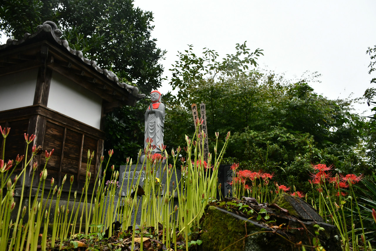 群馬県安中市北野寺の彼岸花 高橋さんの写真館 分館 群馬県安中市北野寺の彼岸花 高橋さんの写真館 分館