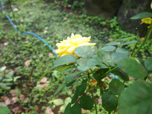 20140914・フラワーパーク植物09