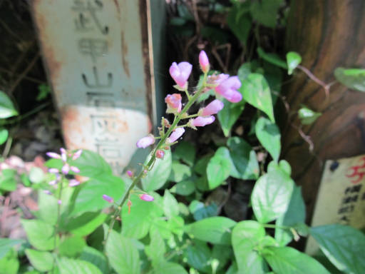 20110910・武甲山2-08・荒地