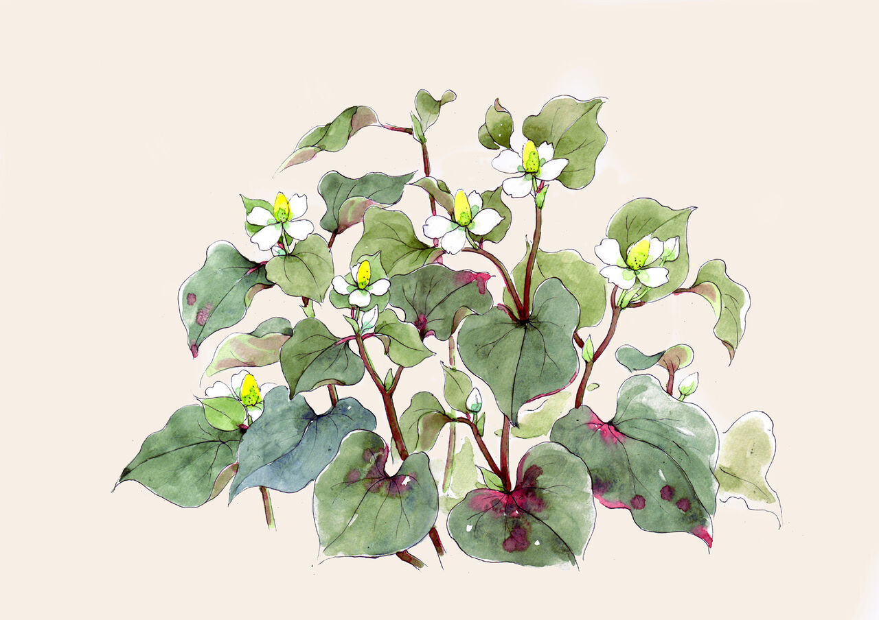 ドクダミ てくてくスケッチブック