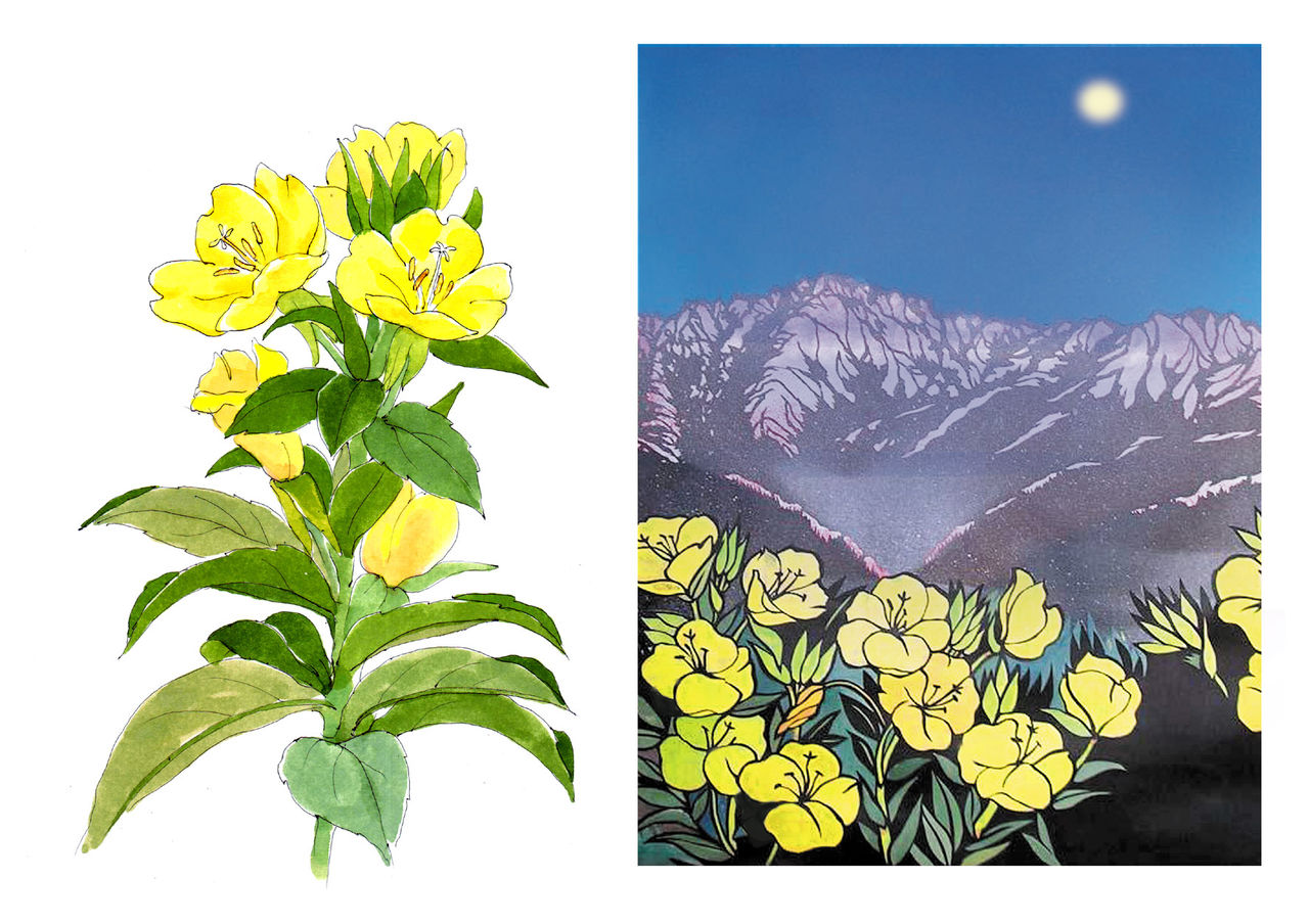 月見草 : てくてくスケッチブック