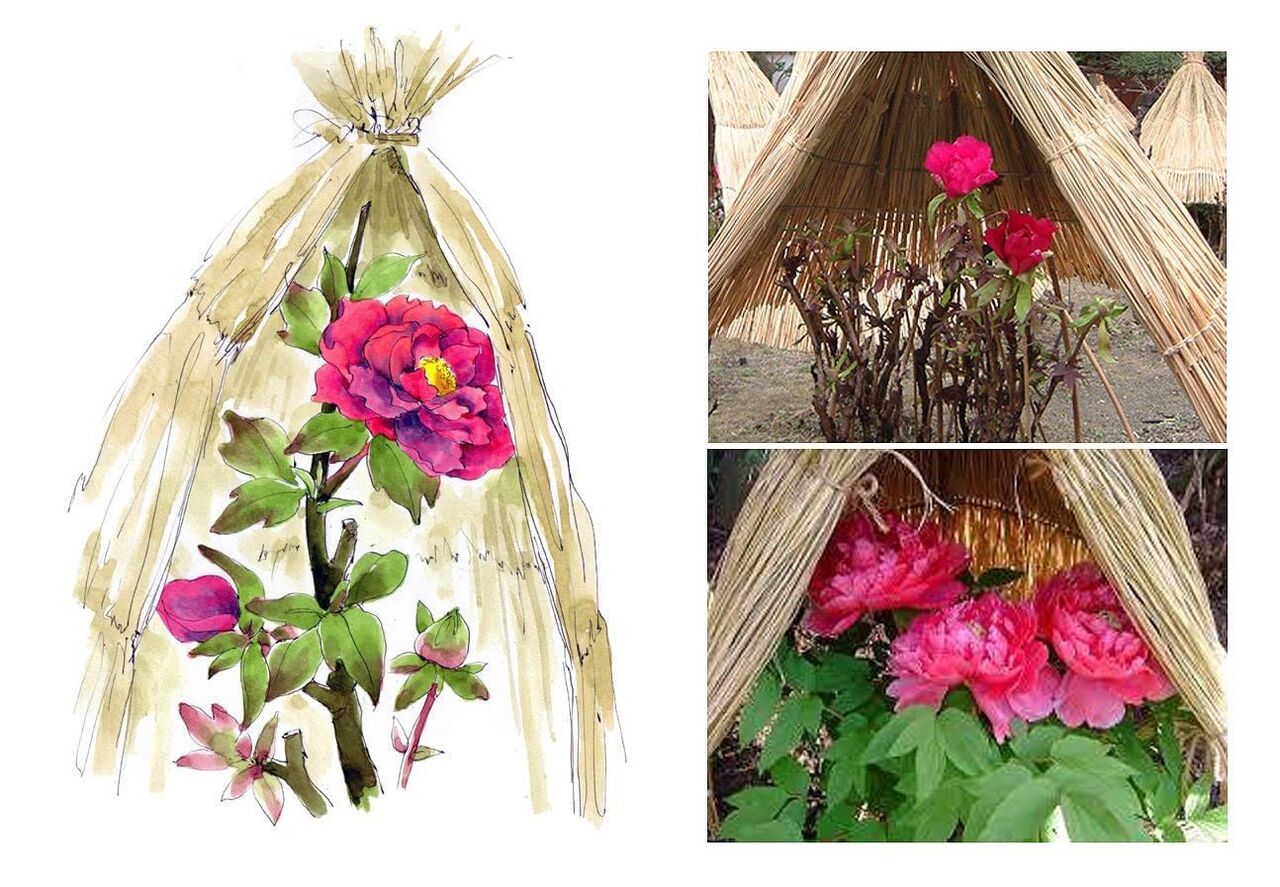 寒牡丹と冬牡丹 てくてくスケッチブック