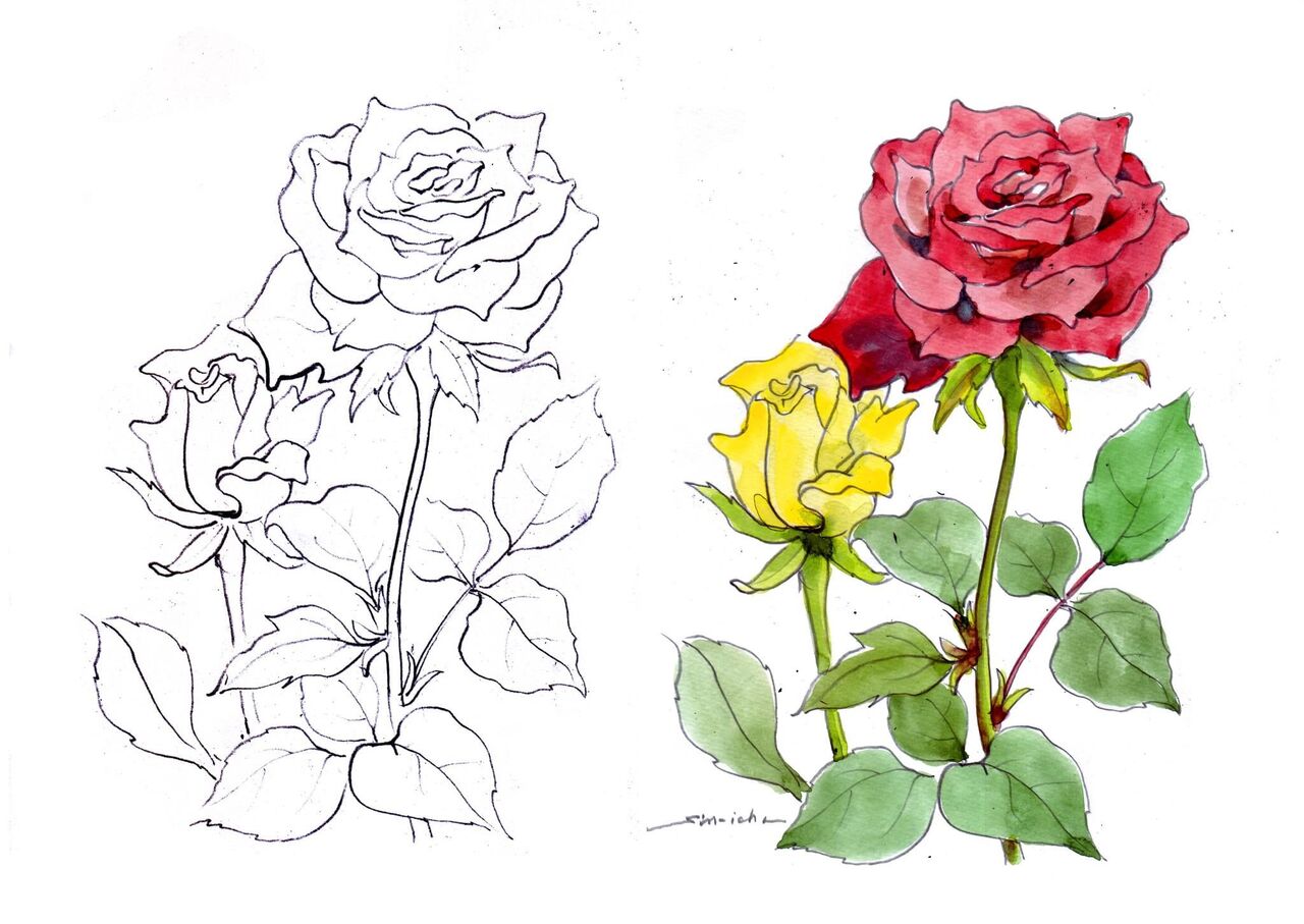 野の花スケッチ体験会 : てくてくスケッチブック