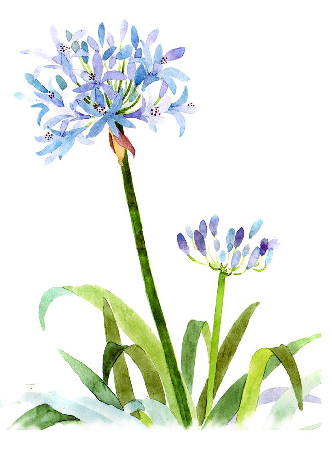 アガパンサス てくてくスケッチブック