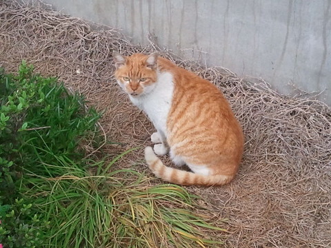 54