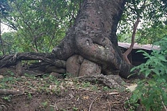 �����̿�