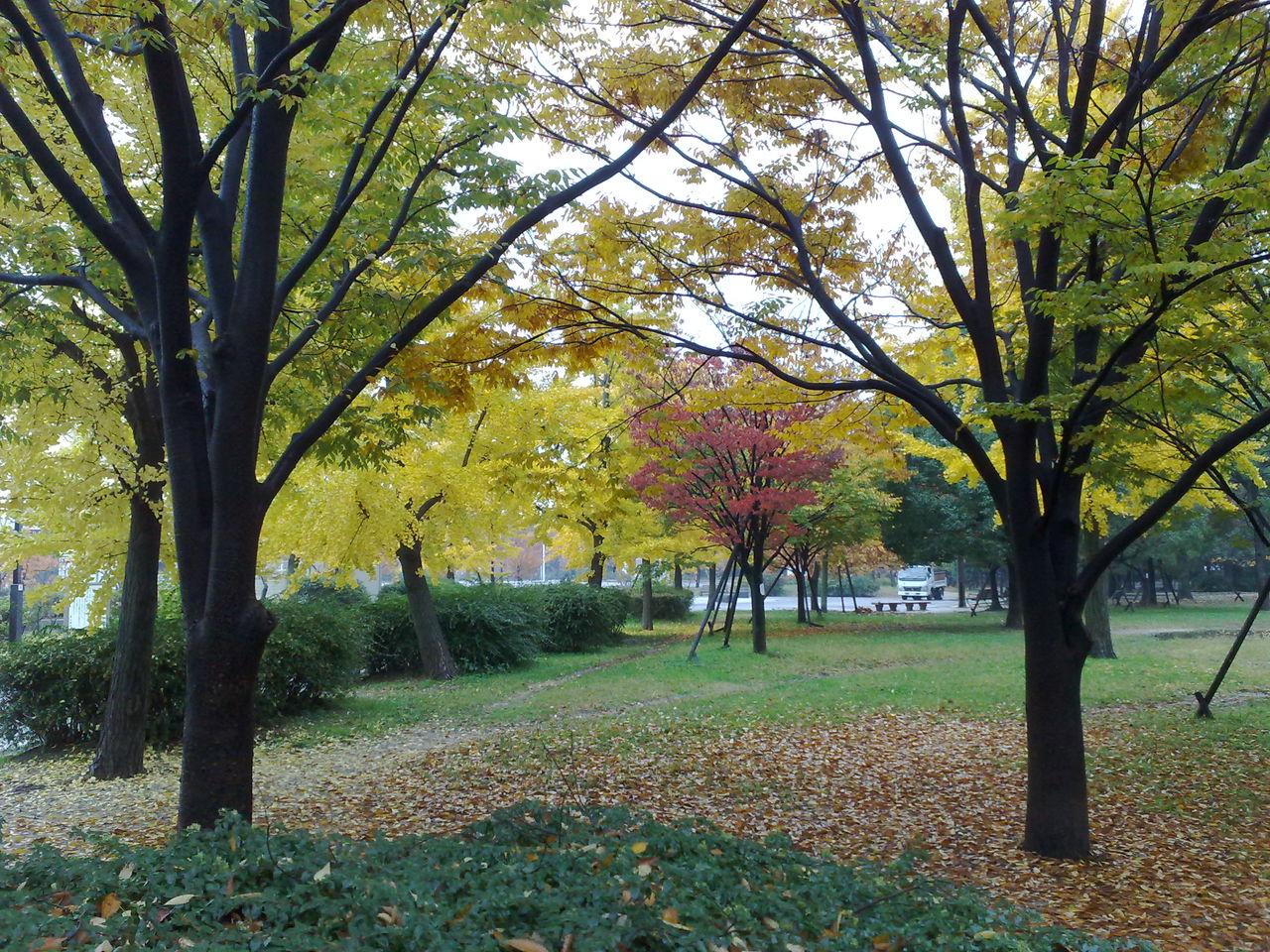 八戸ノ里公園も紅葉まっさかり ときどきひびき農園日記 八戸ノ里公園も紅葉まっさかり ときどきひびき農園日記