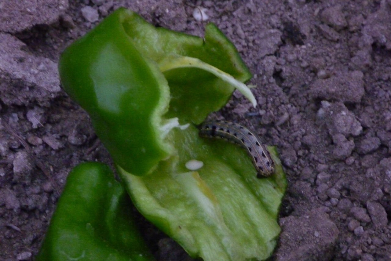 ヨトウムシが出たぞ ときどきひびき農園日記