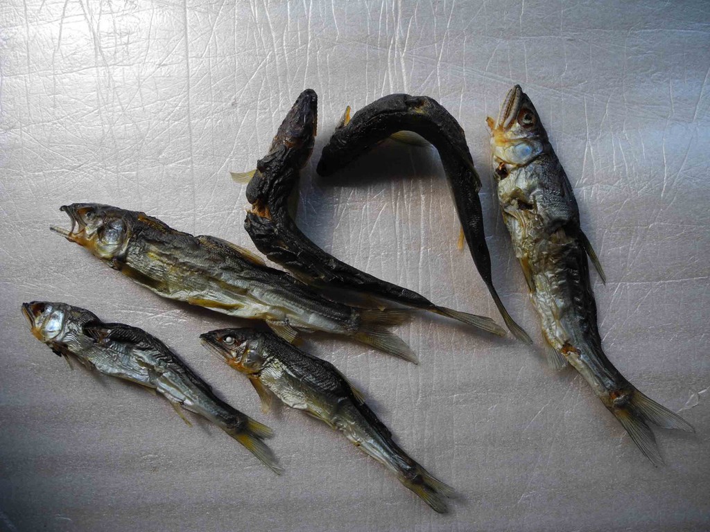 アユ釣り 脇道の作法 煮干し 最後の玉網っかぶり アユ釣り 脇道の作法 煮干し 最後の玉網っかぶり