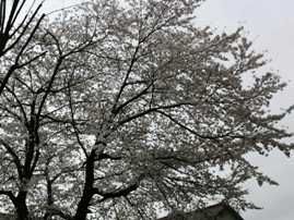 sakurasakuyosakurasakuyosakura21.JPG