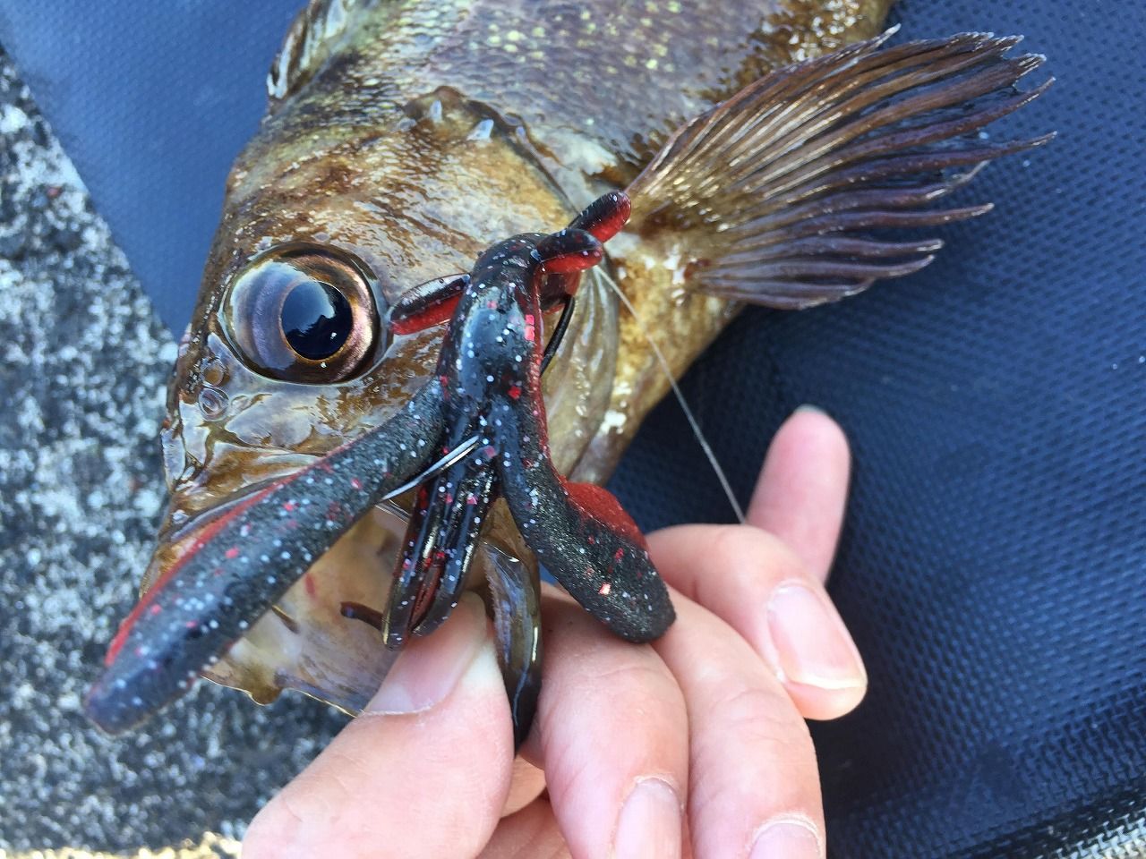 フラップクロー3 3インチのインプレ Everyday ｒｆ