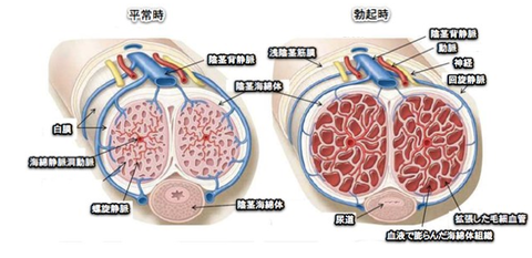 勃起