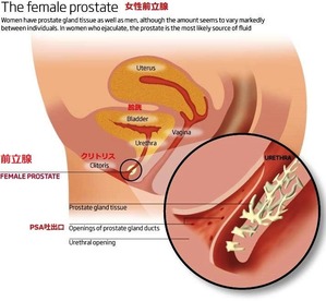 女性前立腺