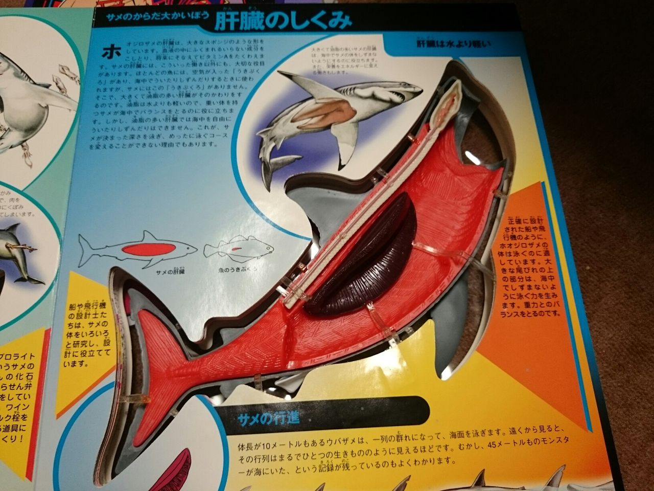立体モデル大図鑑サメのからだ 特に言うことはノイ W 立体モデル大図鑑サメのからだ 特に言うことはノイ W