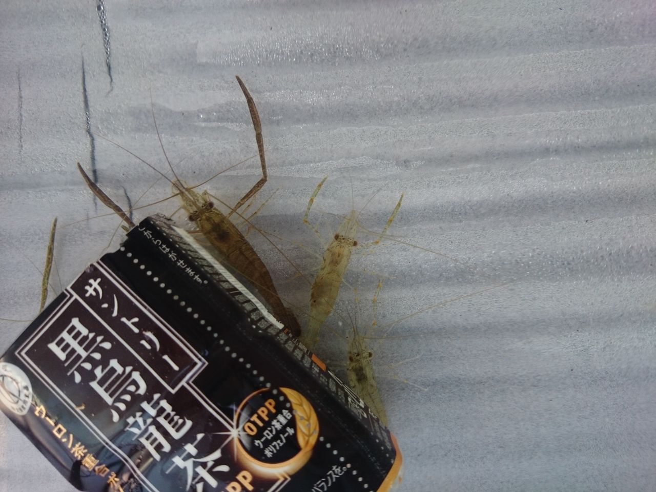 武庫川で釣ってきたテナガエビを飼ってる 特に言うことはノイ W 武庫川で釣ってきたテナガエビを飼ってる 特に言うことはノイ W