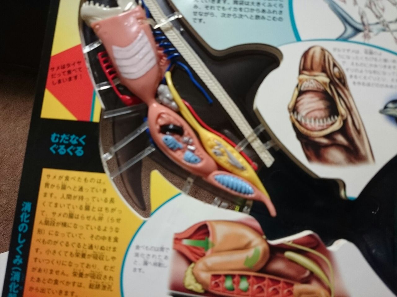 立体モデル大図鑑サメのからだ 特に言うことはノイ W 立体モデル大図鑑サメのからだ 特に言うことはノイ W