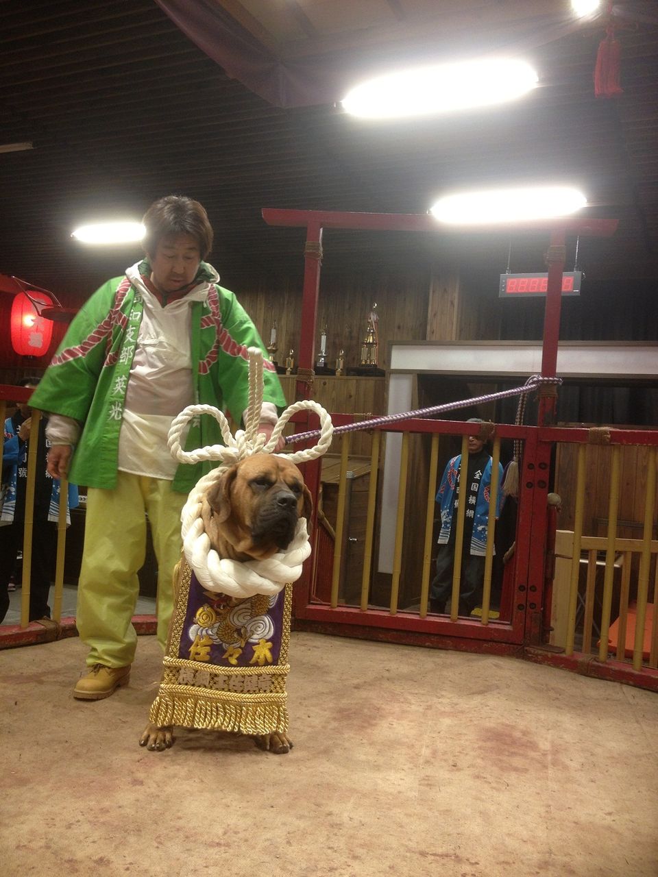 ひばりの囁き ささやき 土佐の闘犬 壮絶