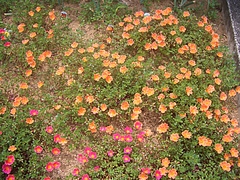 ���������ݡ�����饫 010