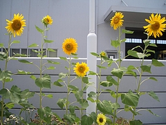 ���������ݡ�����饫 004