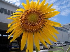 ���������ݡ�����饫 002