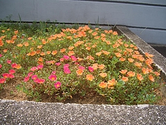 ���������ݡ�����饫 009