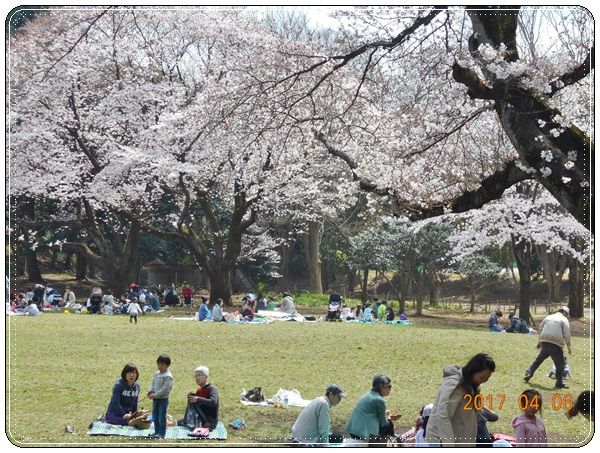 2017年桜満開 町田市鶴間公園へ花見のハイキング Tenistamiのブログ 2017年桜満開 町田市鶴間公園へ花見のハイキング Tenistamiのブログ