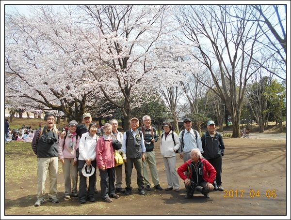 ２０１７年桜満開 町田市鶴間公園へ花見のハイキング Tenistamiのブログ