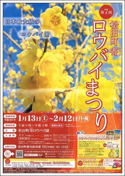 神奈川県松田町寄 やどりき 地区の2万本のロウバイ園 Tenistamiのブログ 神奈川県松田町寄 やどりき 地区の2万本のロウバイ園 Tenistamiのブログ