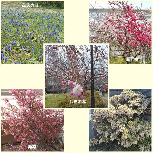 ２０１７年桜満開 町田市鶴間公園へ花見のハイキング Tenistamiのブログ