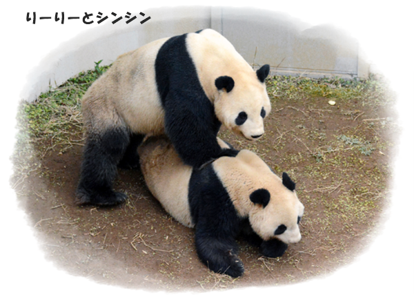ぐっすり寝ることが健康の第一条件 パンダと勝ちカラス Tenistamiのブログ