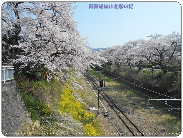 ２０１８年 花見のあるく会 御殿場線山北駅から酒匂川へ Tenistamiのブログ
