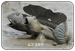 ふるさと佐賀 有明海の珍魚介類 懐かしい味 Tenistamiのブログ