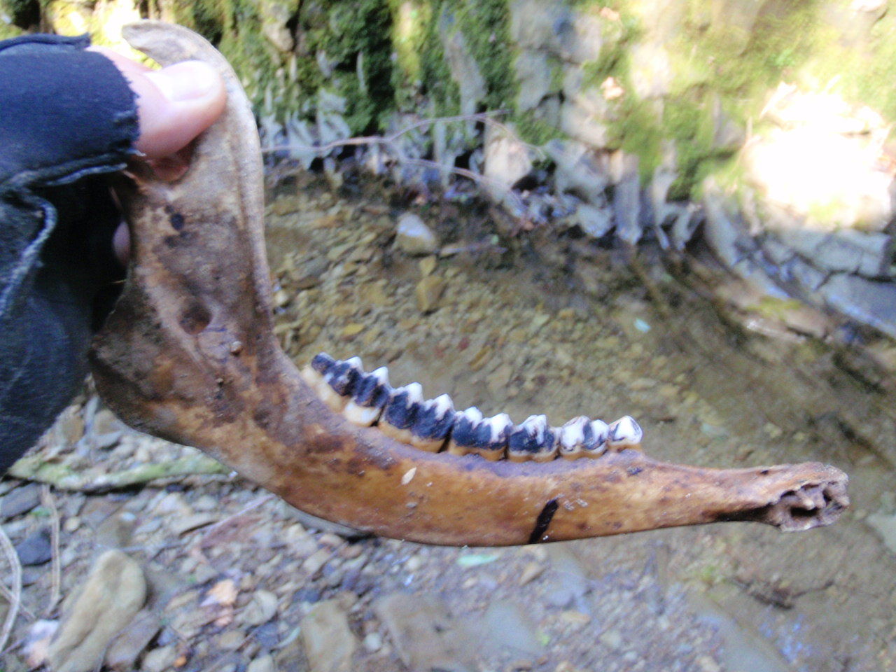 沢登りを楽しんできた 日常探求とこだわり
