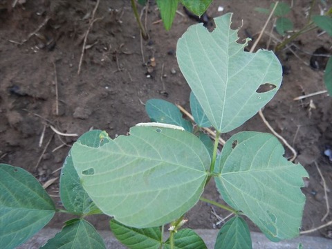 DSCN4438_R