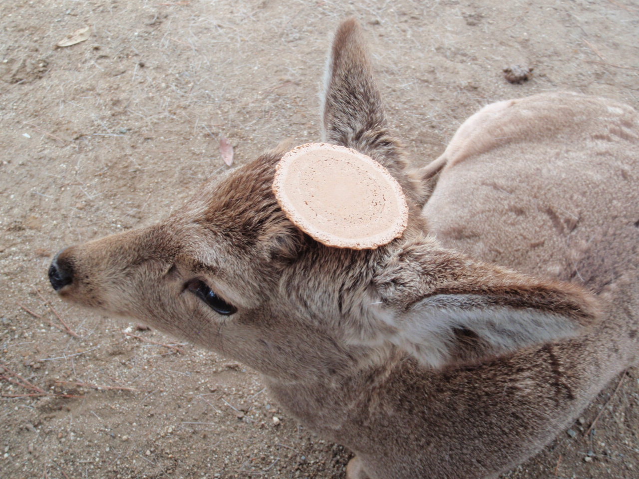 奈良公園の鹿 日常探求とこだわり