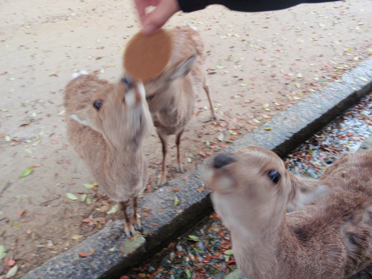 奈良公園の鹿 日常探求とこだわり