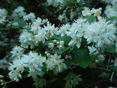 DSCN8712_R