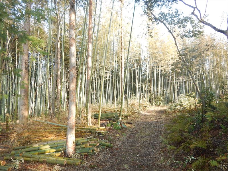 竹炭作りのボランティア 日常探求とこだわり