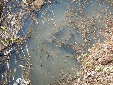 DSCN7619_R