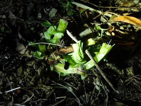 DSCN8295_R