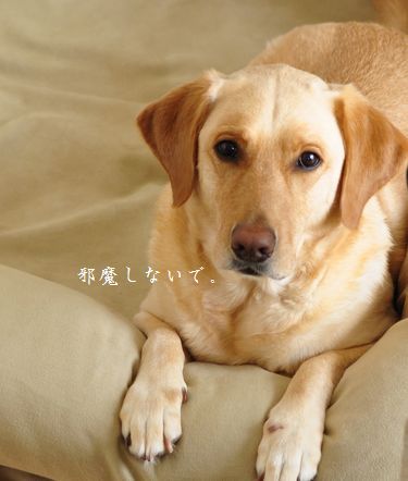 井上かなえオフィシャルブログ　「母ちゃんちの晩御飯とどたばた日記」Powered by Ameba