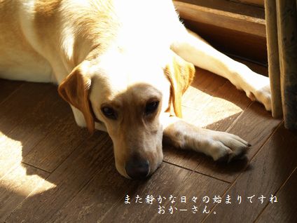 まったりメイ
