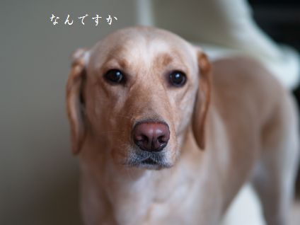 母ちゃんちの晩御飯とどたばた日記