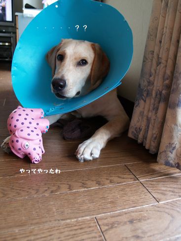 象さん