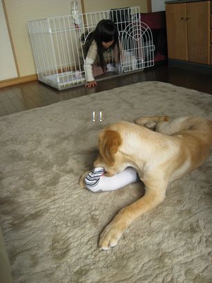 ゲージの中