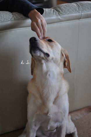 母ちゃんちの晩御飯とどたばた日記