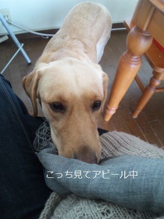 母ちゃんちの晩御飯とどたばた日記