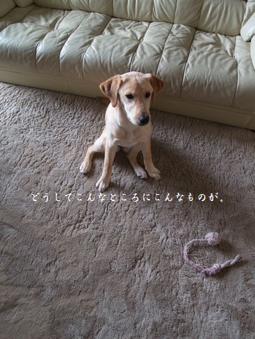 お誘いに来ました